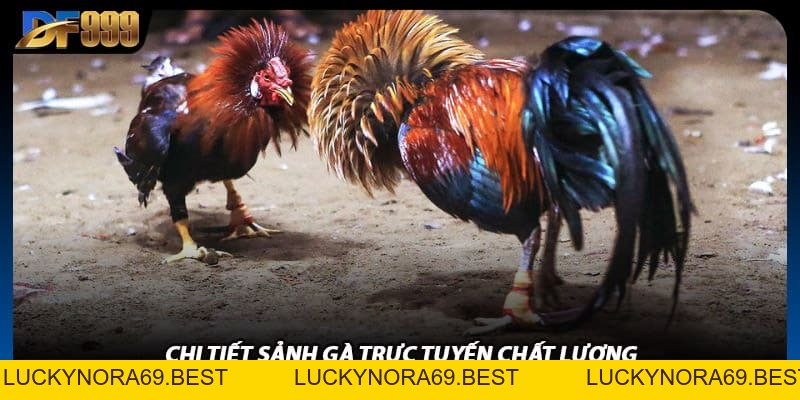 Đá Gà DF999 Trực Tiếp Sắc Nét Như Đang Xem Tại Trường Đá