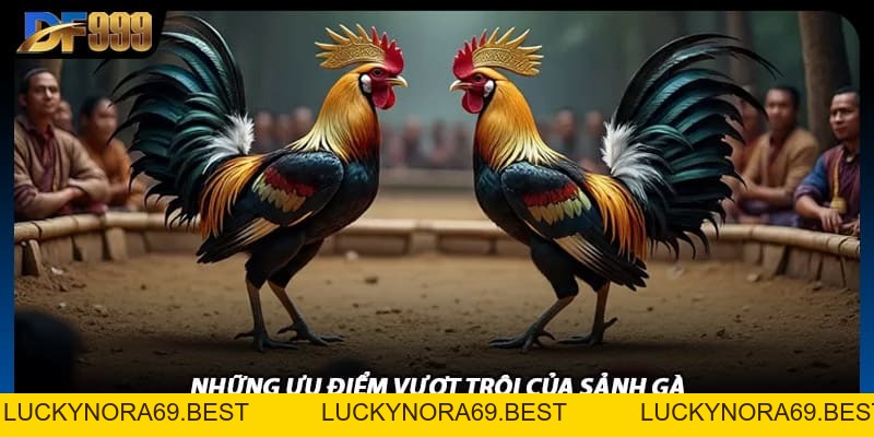 Đá Gà DF999 Trực Tiếp Sắc Nét Như Đang Xem Tại Trường Đá