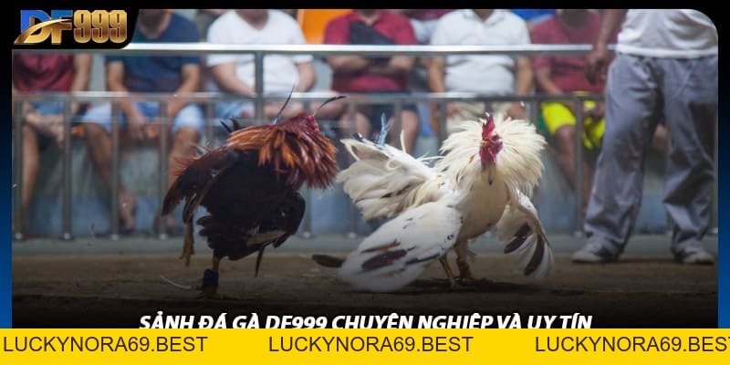 Đá Gà DF999 Trực Tiếp Sắc Nét Như Đang Xem Tại Trường Đá